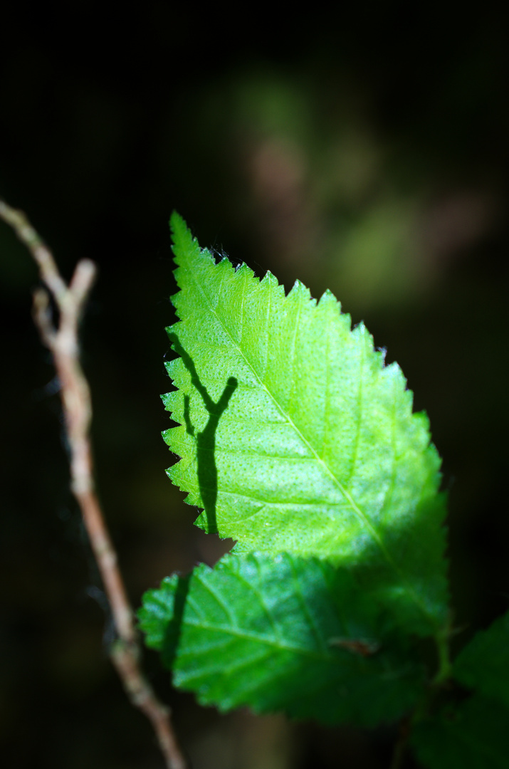 ein Blatt