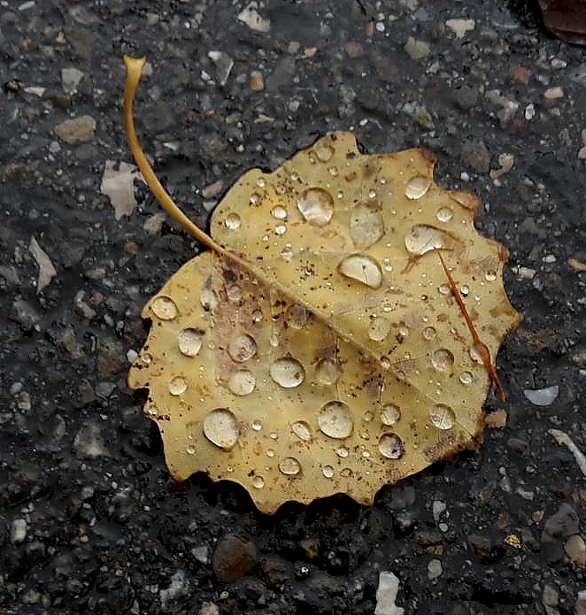 Ein Blatt