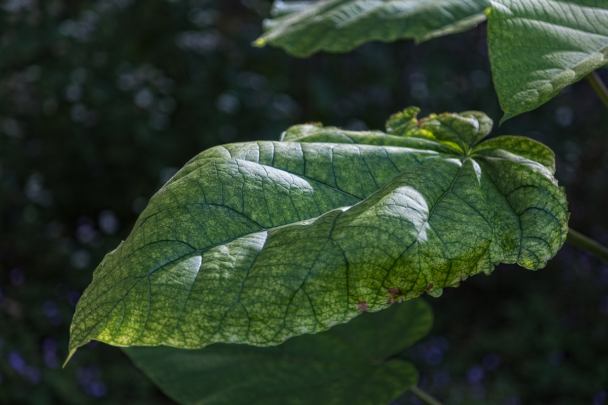 Ein Blatt