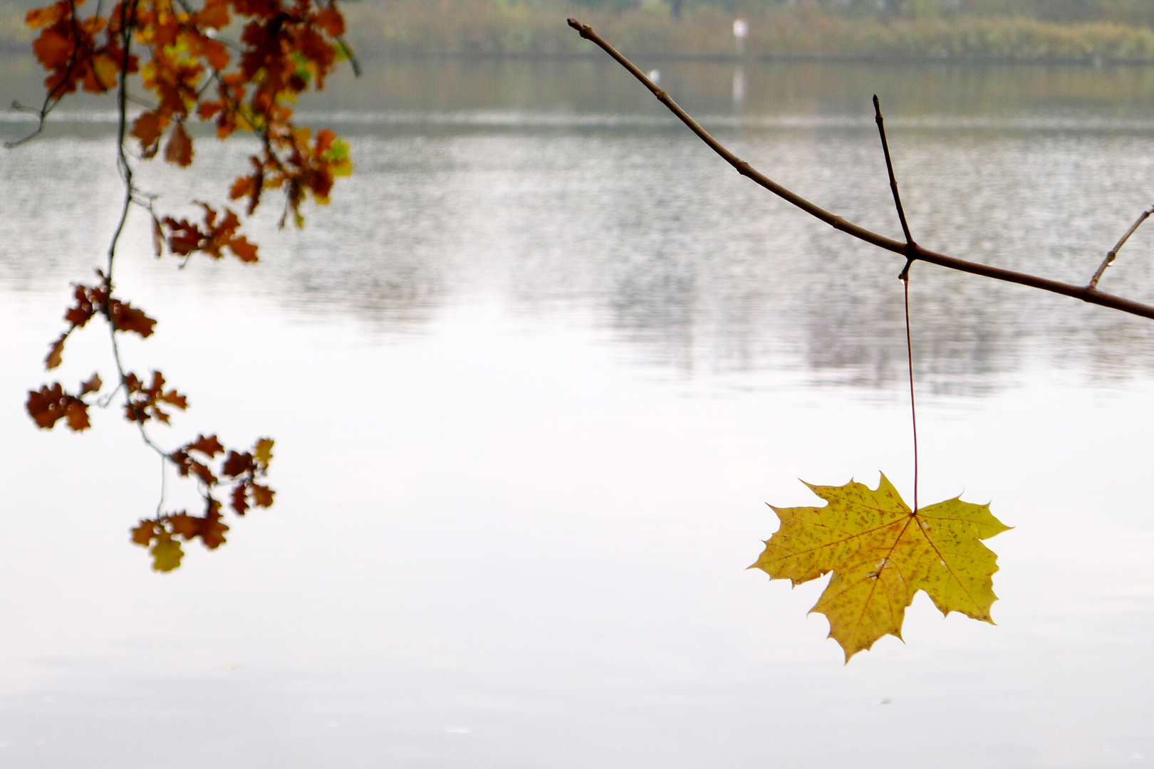 ein Blatt allein an einem Baum...