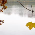 ein Blatt allein an einem Baum...