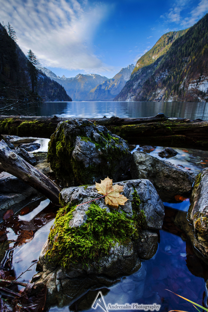 Ein Blatt am Königssee!