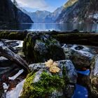 Ein Blatt am Königssee!