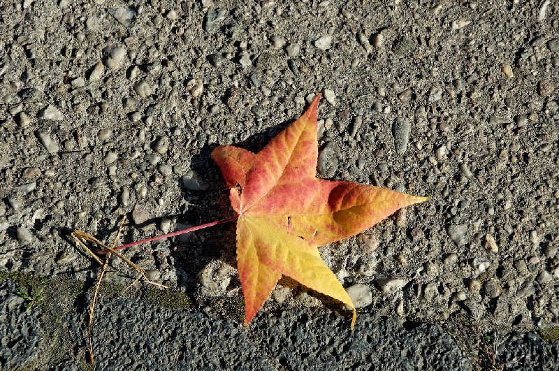 Ein Blatt am weges Rand