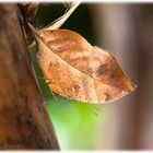 Ein Blatt auf 4 Beinen