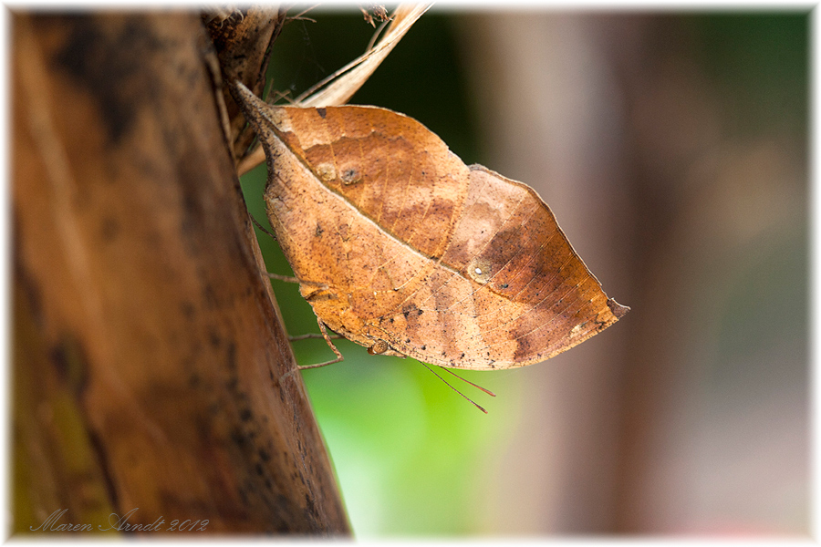 Ein Blatt auf 4 Beinen