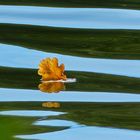 Ein Blatt auf dem See 