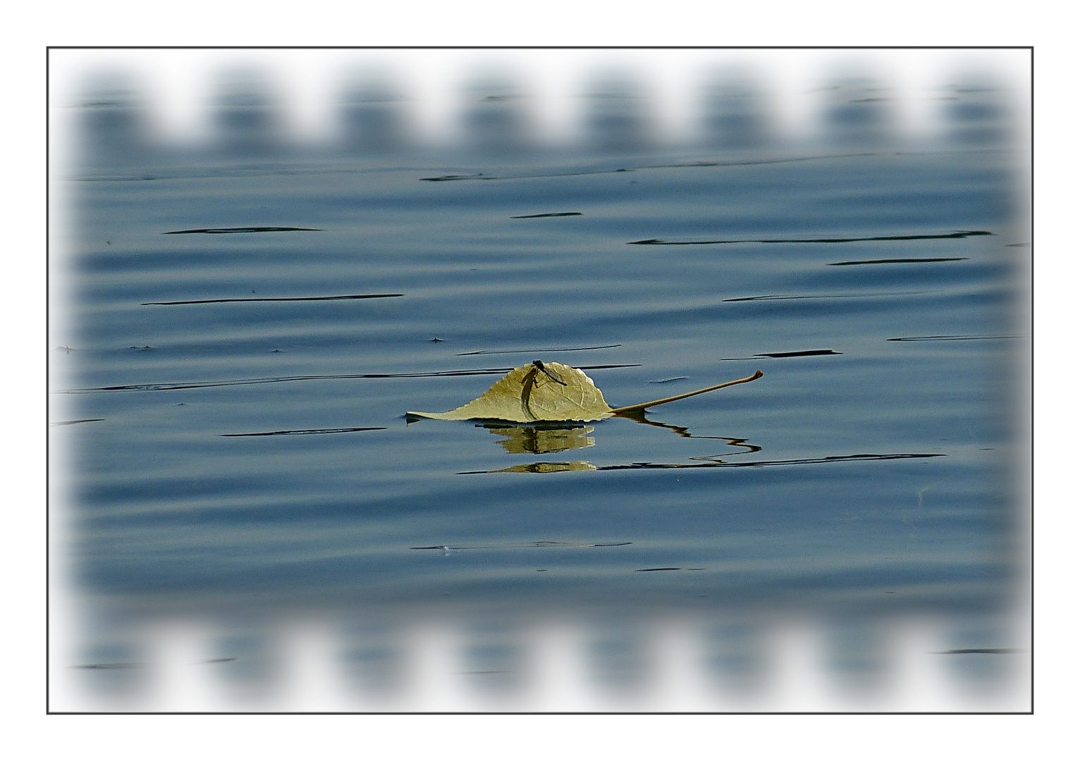 Ein Blatt auf dem See