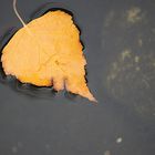 Ein Blatt auf dem Wasser...