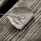 Ein Blatt auf der Terrasse