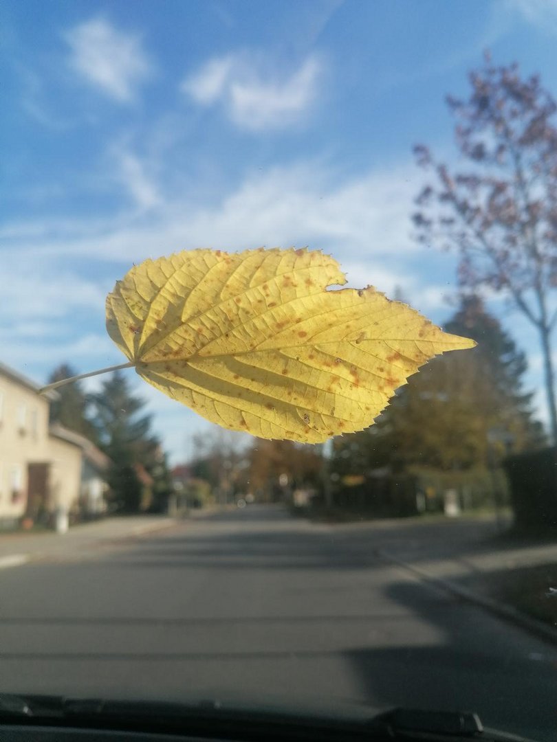 Ein Blatt auf der Winschutzscheibe