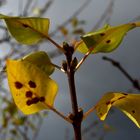 Ein Blatt auf Halloween