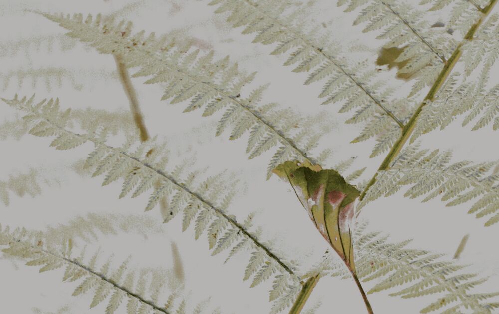 Ein Blatt aus sommerlichen Tagen.......