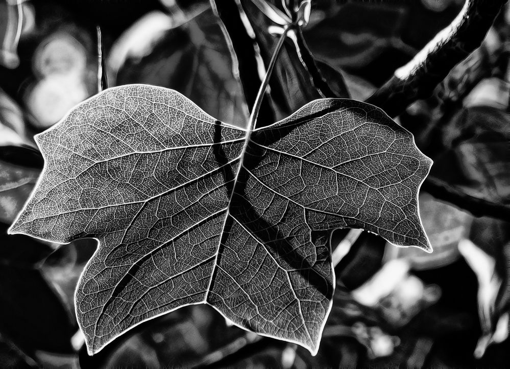 ... ein blatt