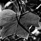 ... ein blatt