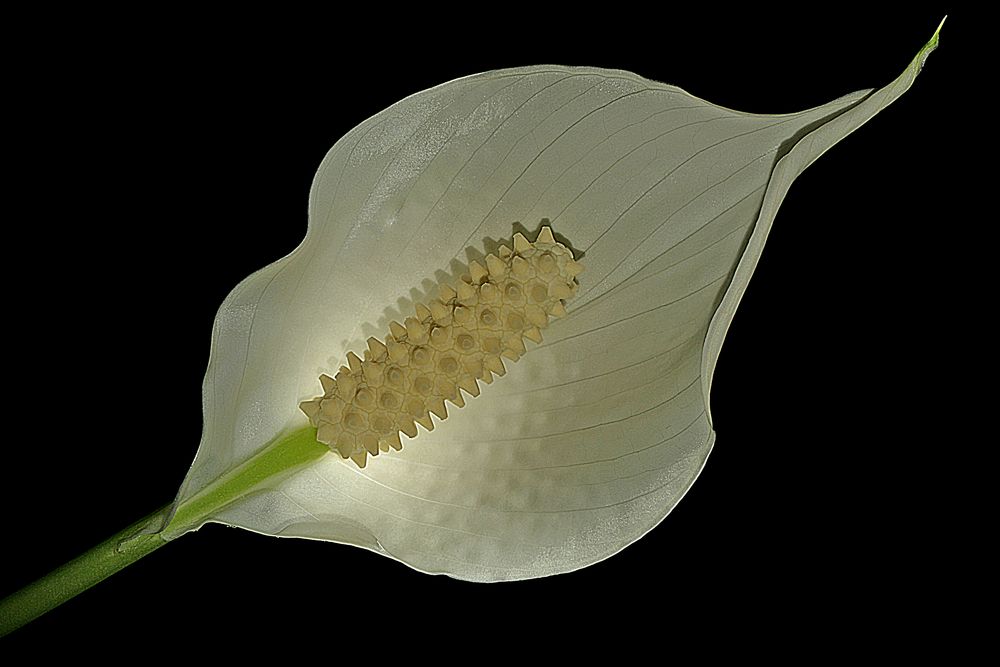 ( Ein )- Blatt von bueblein 