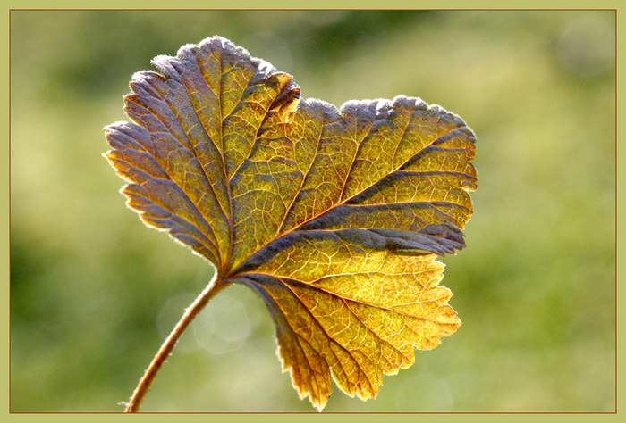 Ein Blatt...