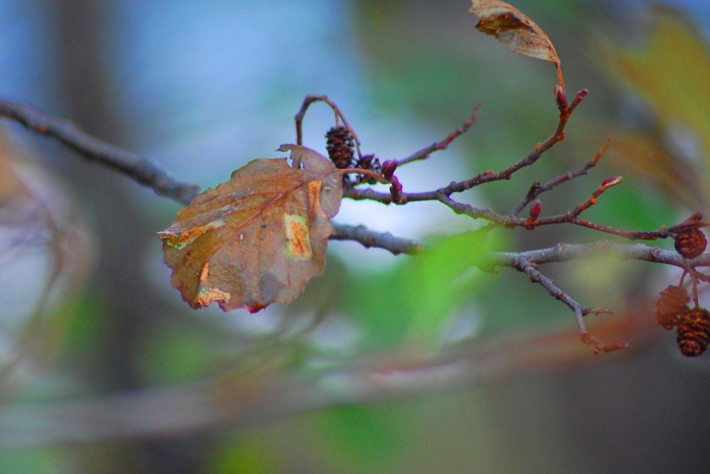 ein Blatt