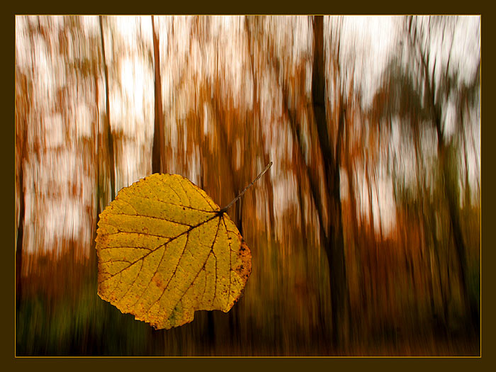 ein blatt, das verweht............