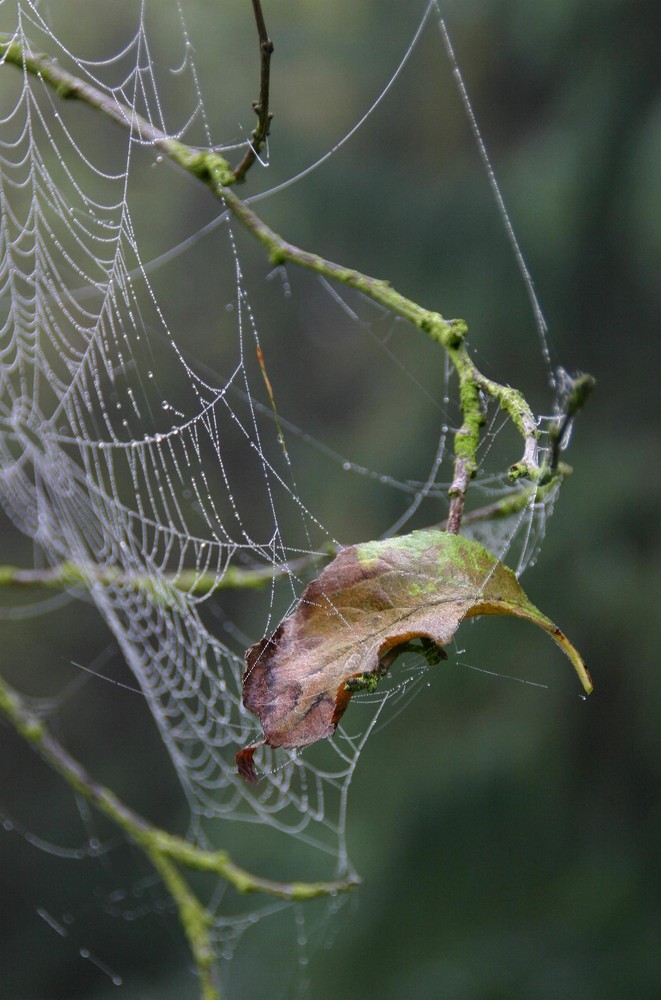 Ein Blatt das vom Baum fällt....