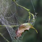 Ein Blatt das vom Baum fällt....