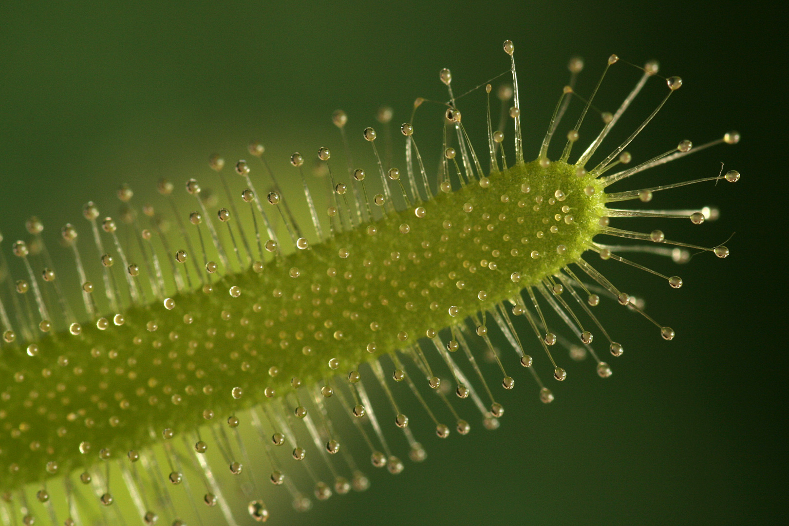 Ein Blatt des Sonnentaus