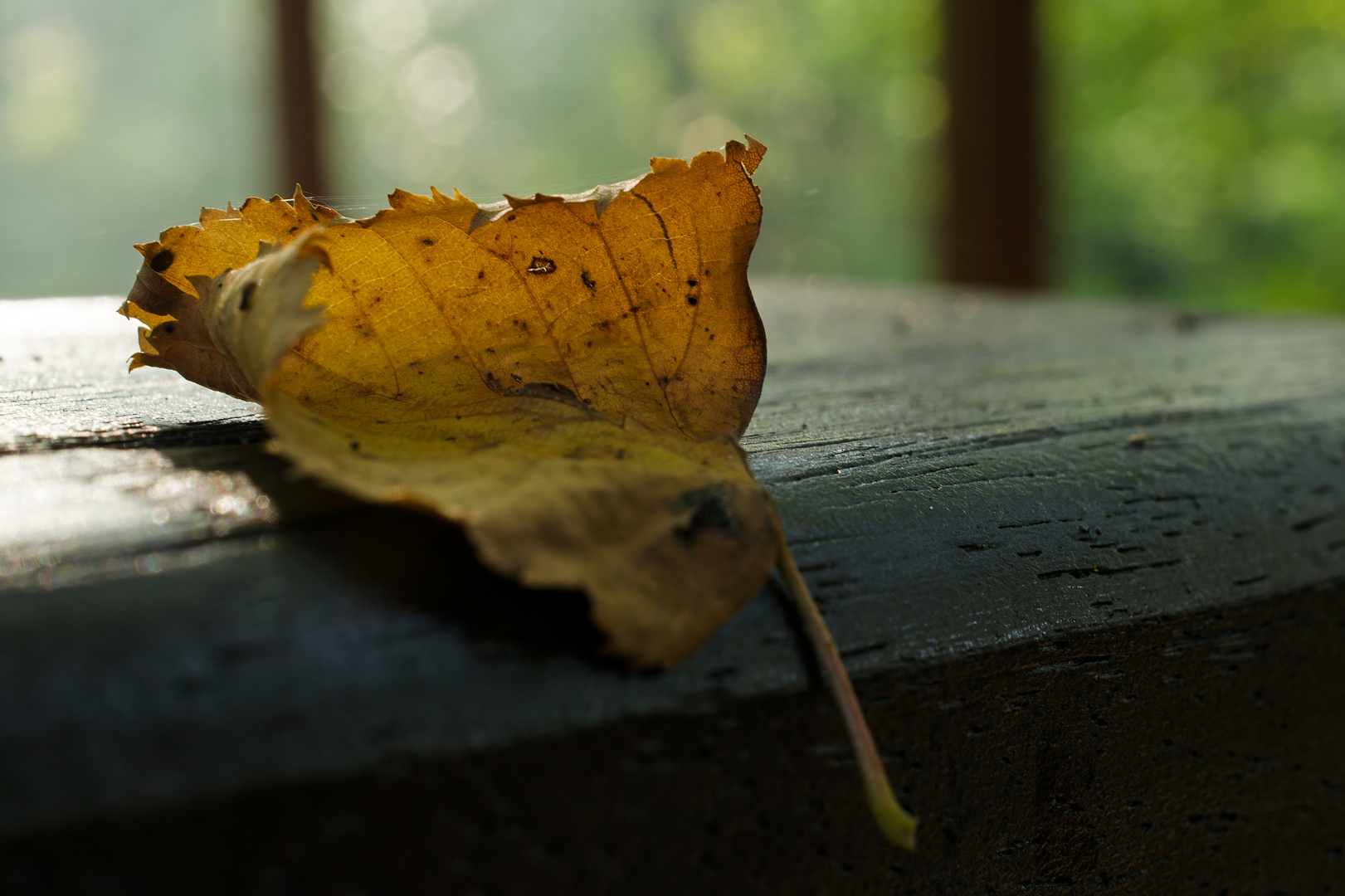 ein Blatt.