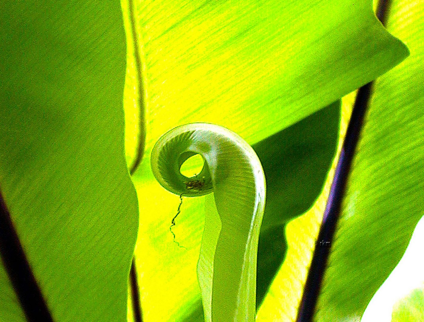 Ein Blatt entsteht