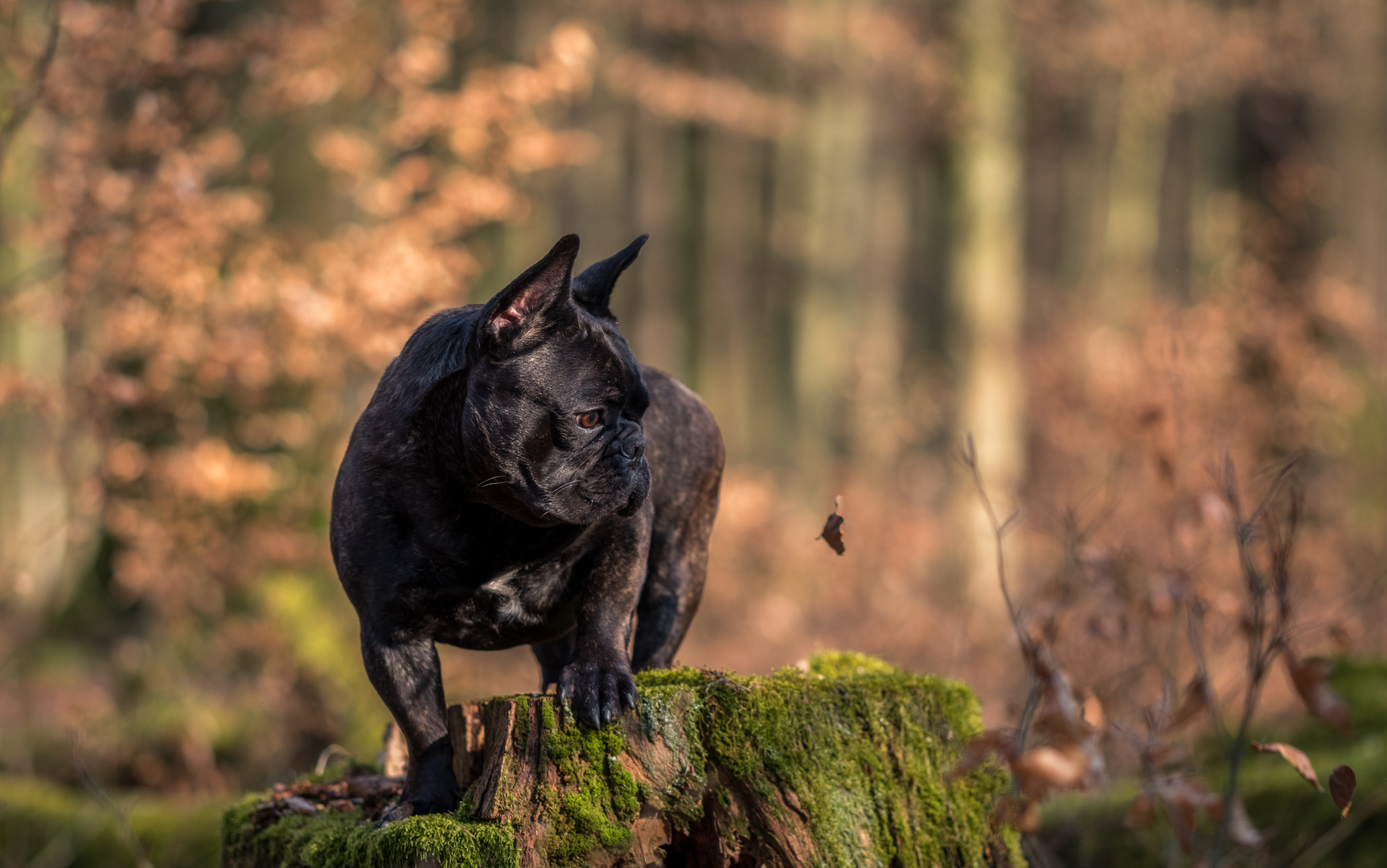 ein Blatt fällt ab