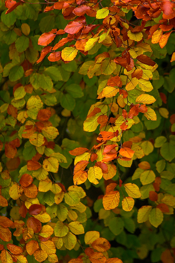 ein blatt fällt nach dem anderen