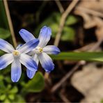 Ein Blatt fehlt