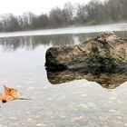 Ein Blatt geht auf Reisen ??????????