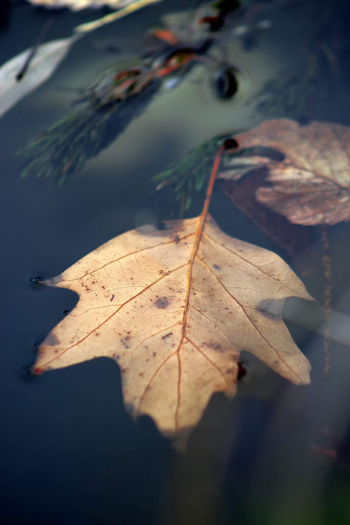 Ein Blatt geht baden