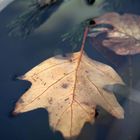 Ein Blatt geht baden