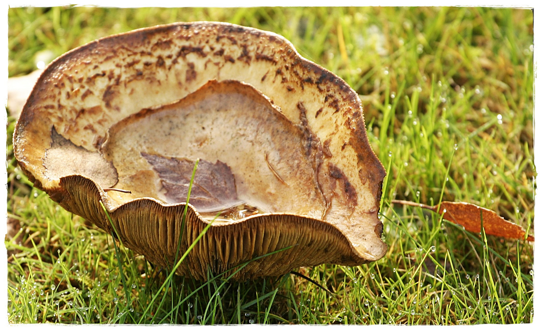 Ein Blatt geht baden