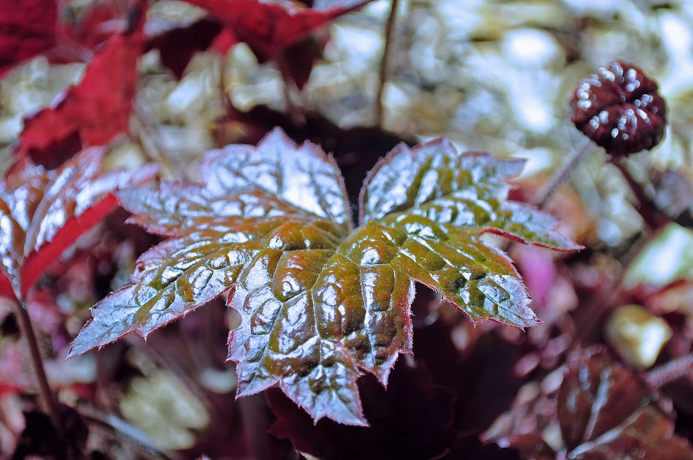 Ein Blatt im Fokus