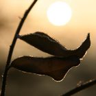 Ein Blatt im Frost - D85_2031-2