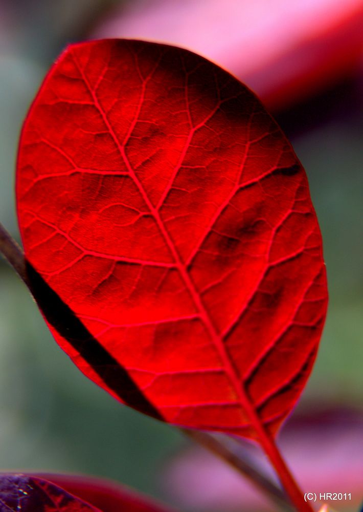 ...ein Blatt im Gegenlicht