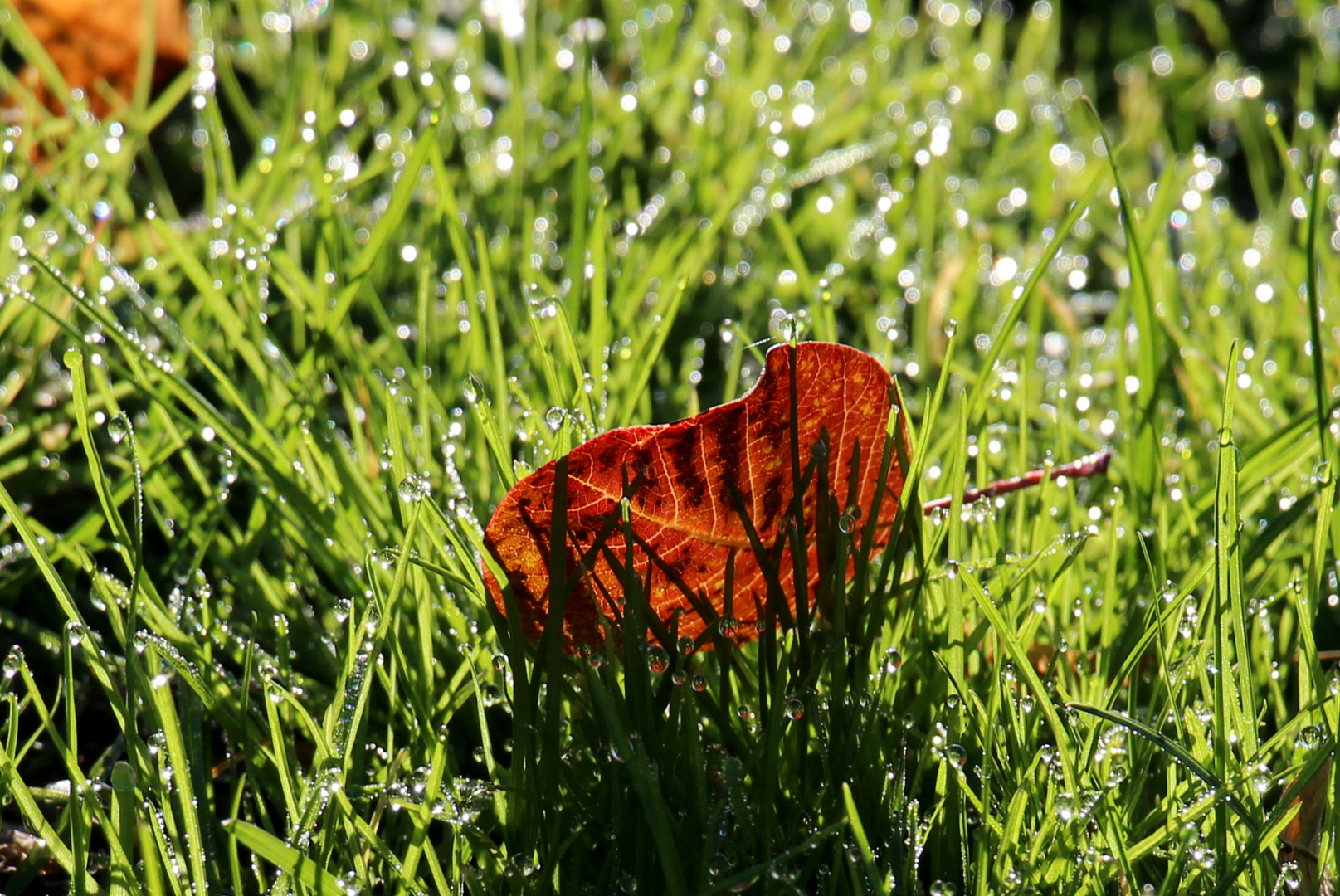 Ein Blatt im Gras 