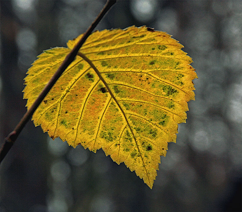 ein Blatt im Herbst