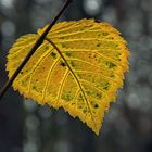 ein Blatt im Herbst