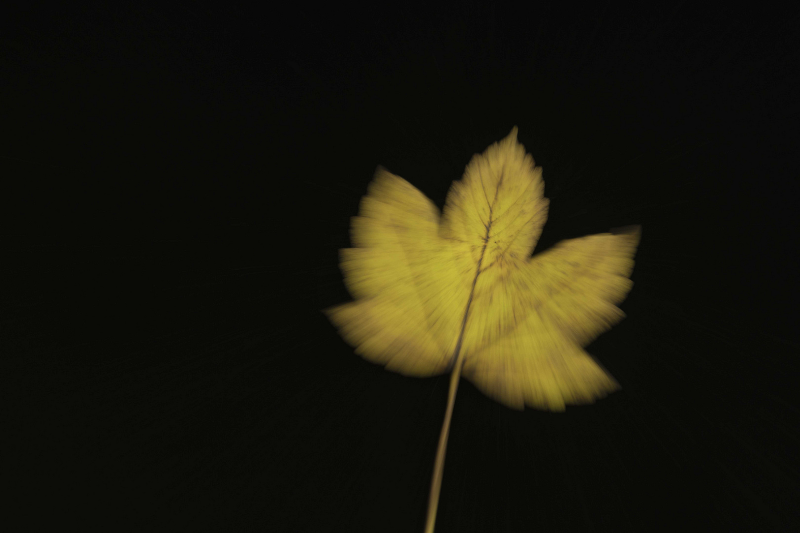 Ein Blatt im Herbst 