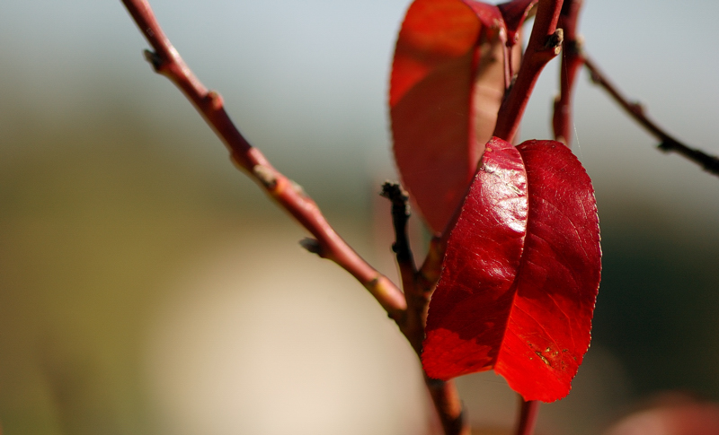 ein Blatt im Herbst