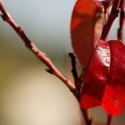 ein Blatt im Herbst