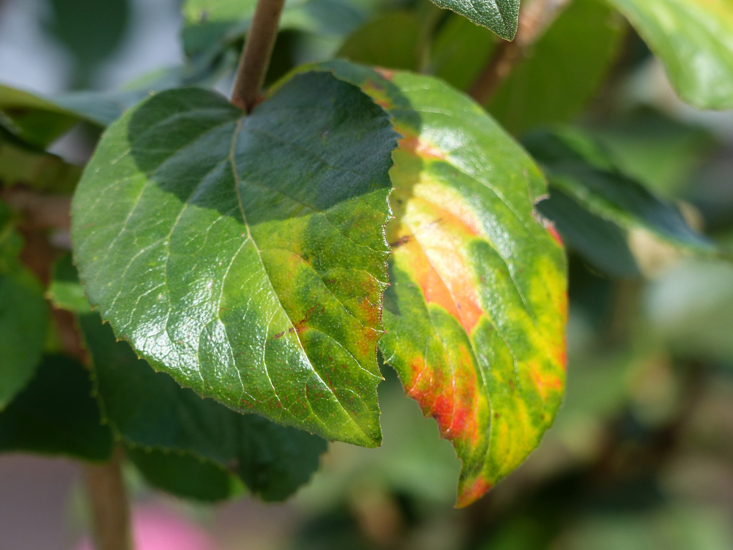 EIn Blatt im Herbst ...