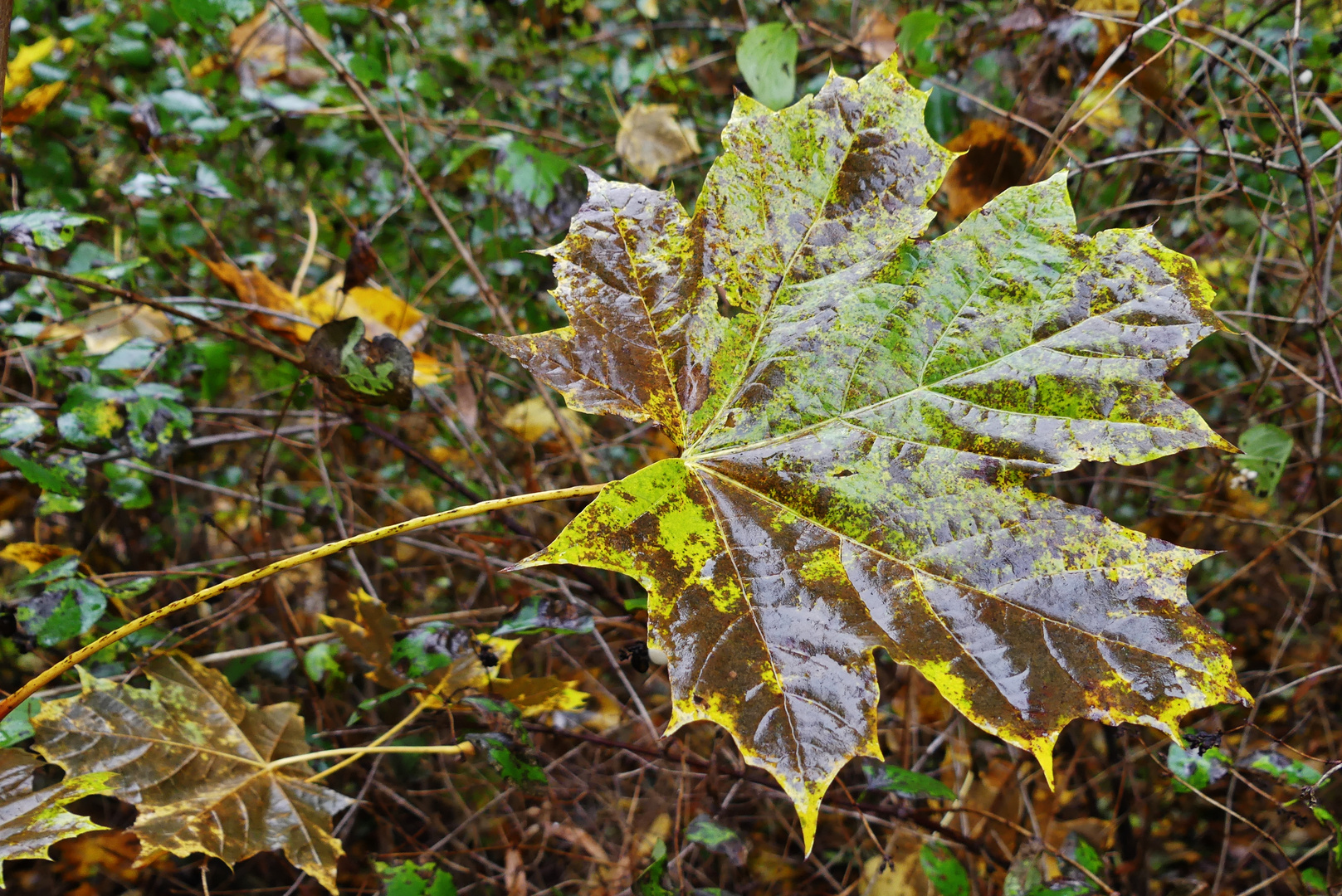 Ein Blatt im Herbst