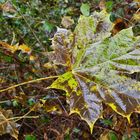 Ein Blatt im Herbst