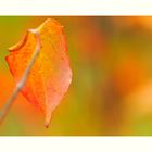 Ein Blatt im Herbst.