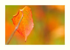 Ein Blatt im Herbst.