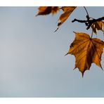 ein Blatt im Herbst